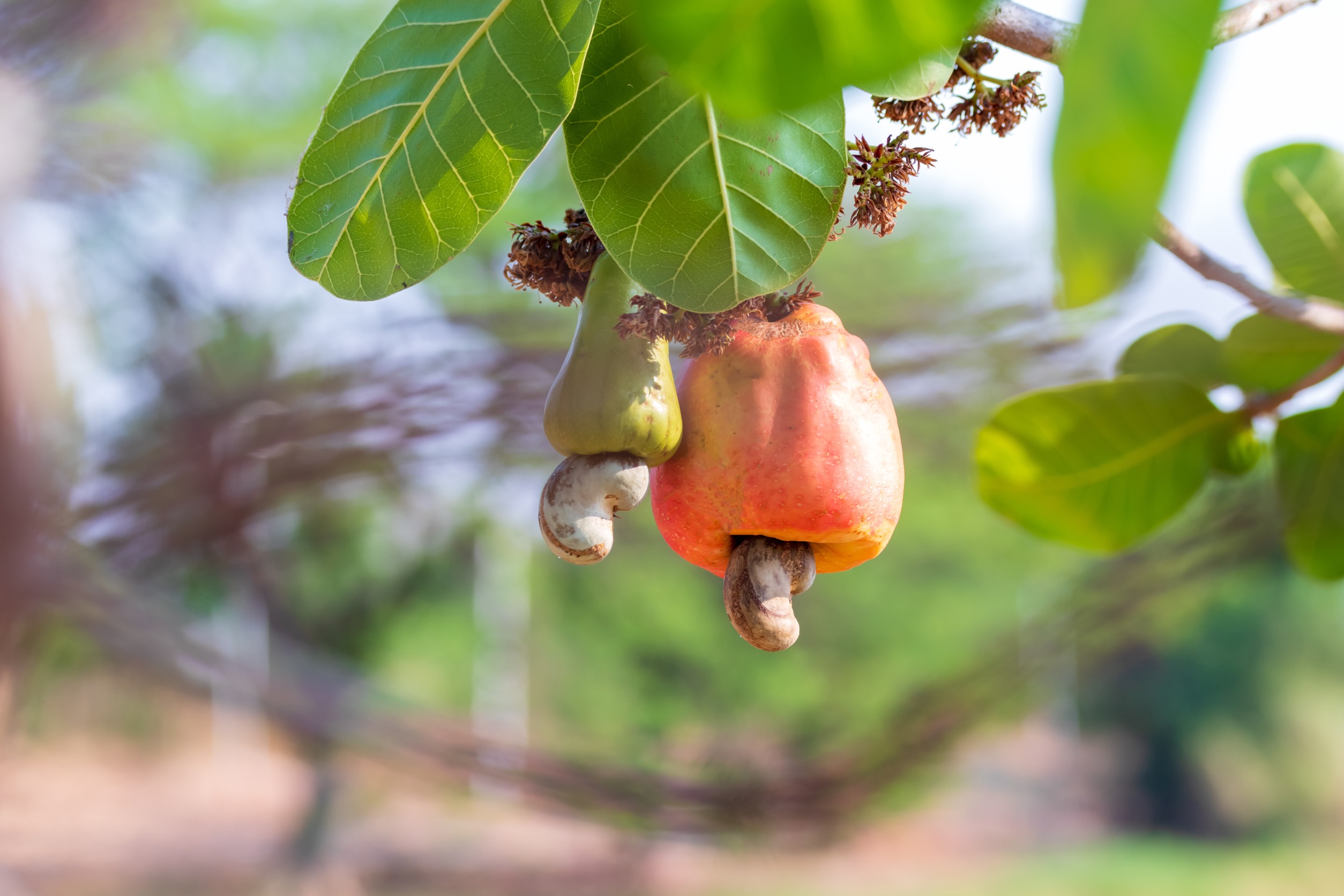 cashew tree fruit