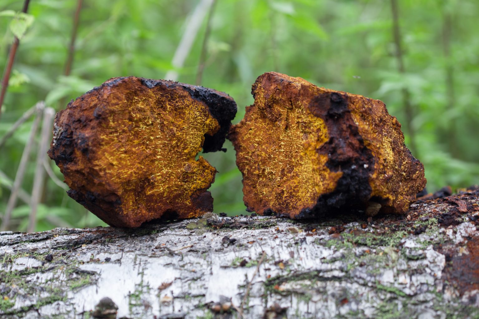 μανιτάρι Chaga