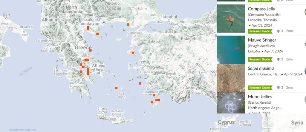 jellyfish in greece map 2024