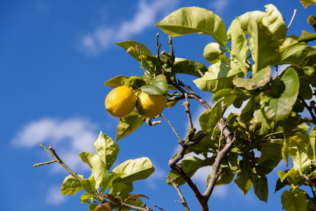Πώς θα φυτέψετε σπόρους λεμονιάς στον κήπο σας