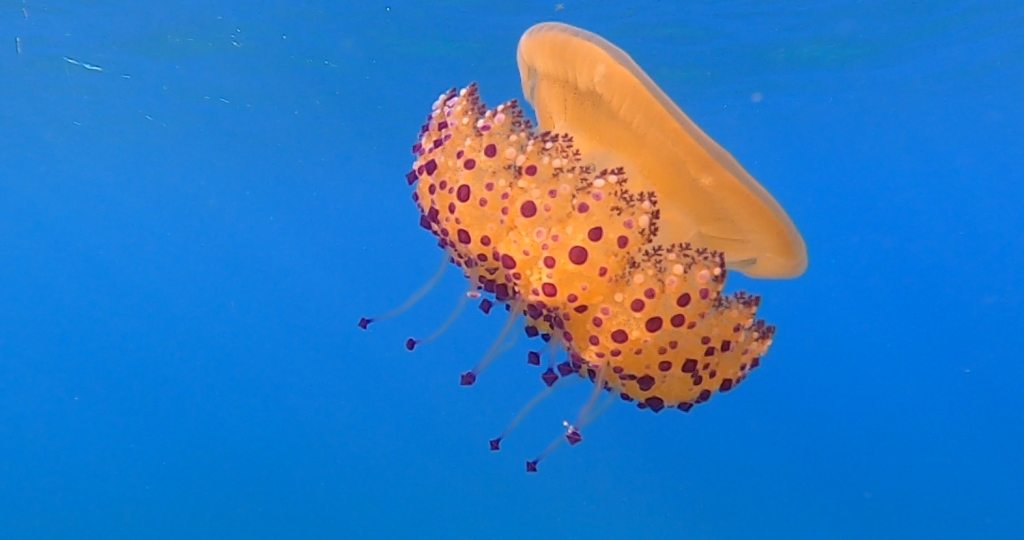 Photo of a jellyfish in greece - Fried Egg JellyCotylorhiza tuberculata