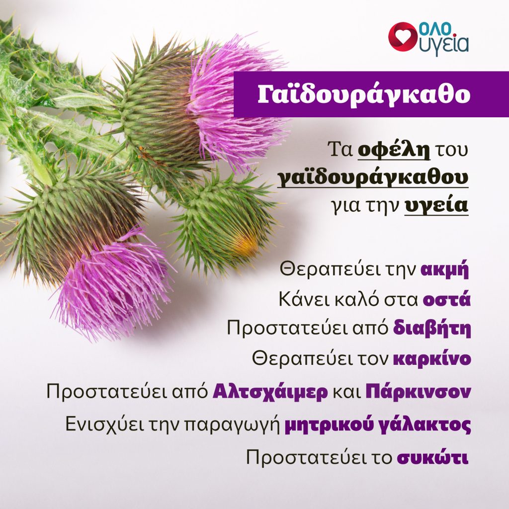 Health benefits of Thistle - Infographic by OloYgeia.gr