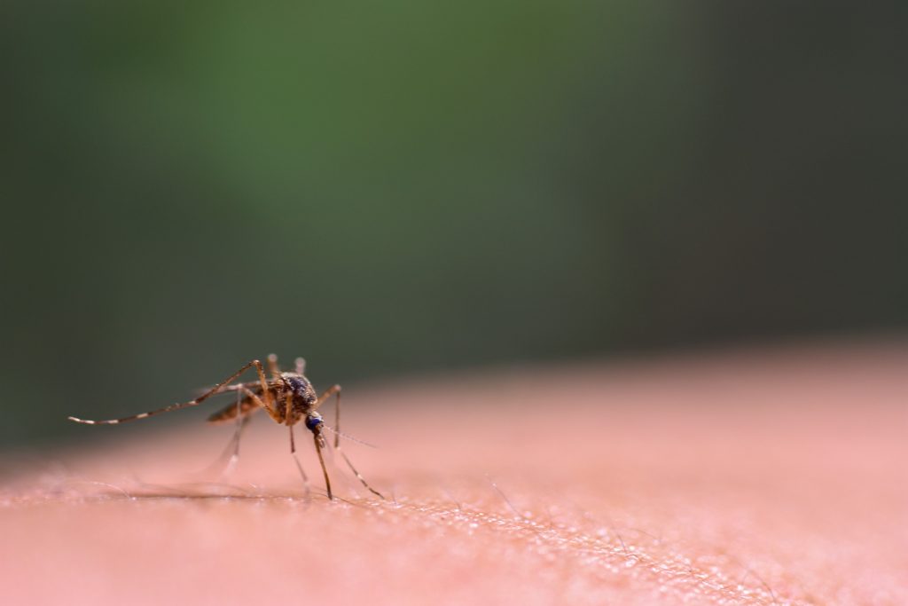 Τσίμπημα από κουνούπι: Τι μπορεί να προκαλέσει – Πώς να προφυλαχθείτε