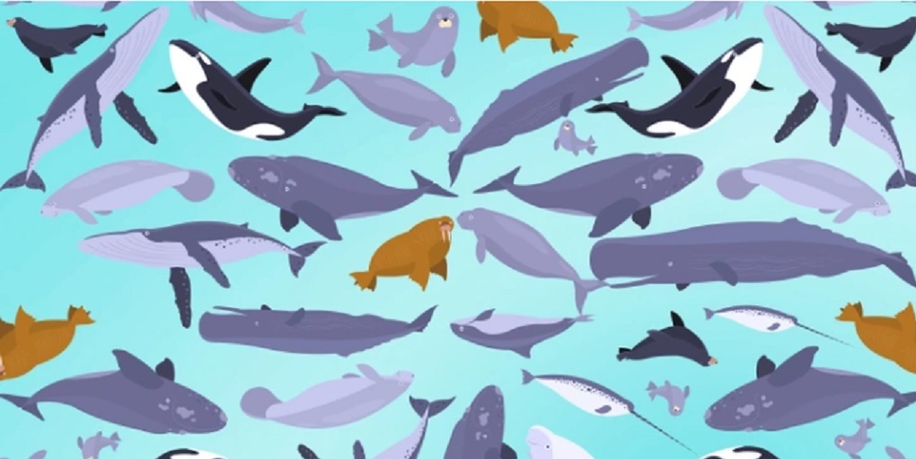 Τεστ οπτικού IQ: Μόνο το 1% μπορεί να εντοπίσει τη φάλαινα μπελούγκα σε 7 δευτερόλεπτα!