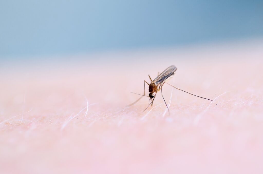 ΕΟΔΥ: Συναγερμός για 4 νόσους που μεταδίδονται με τα κουνούπια – Πώς να προστατευθείτε από την έξαρση κρουσμάτων