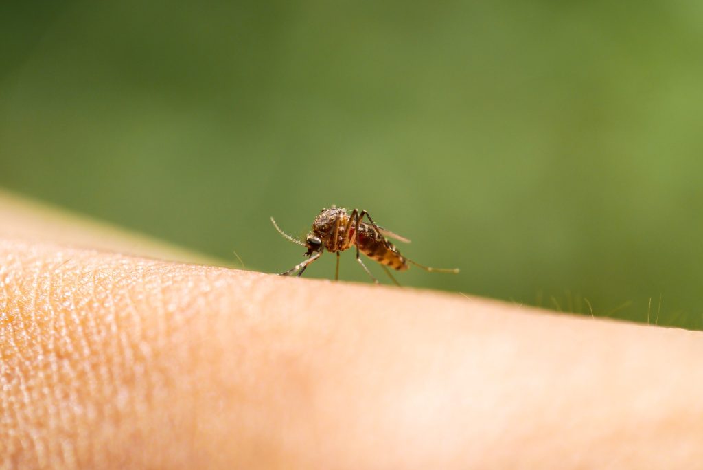 Τσιμπήματα κουνουπιών: Ο πιο εύκολος τρόπος για να τα θεραπεύσετε