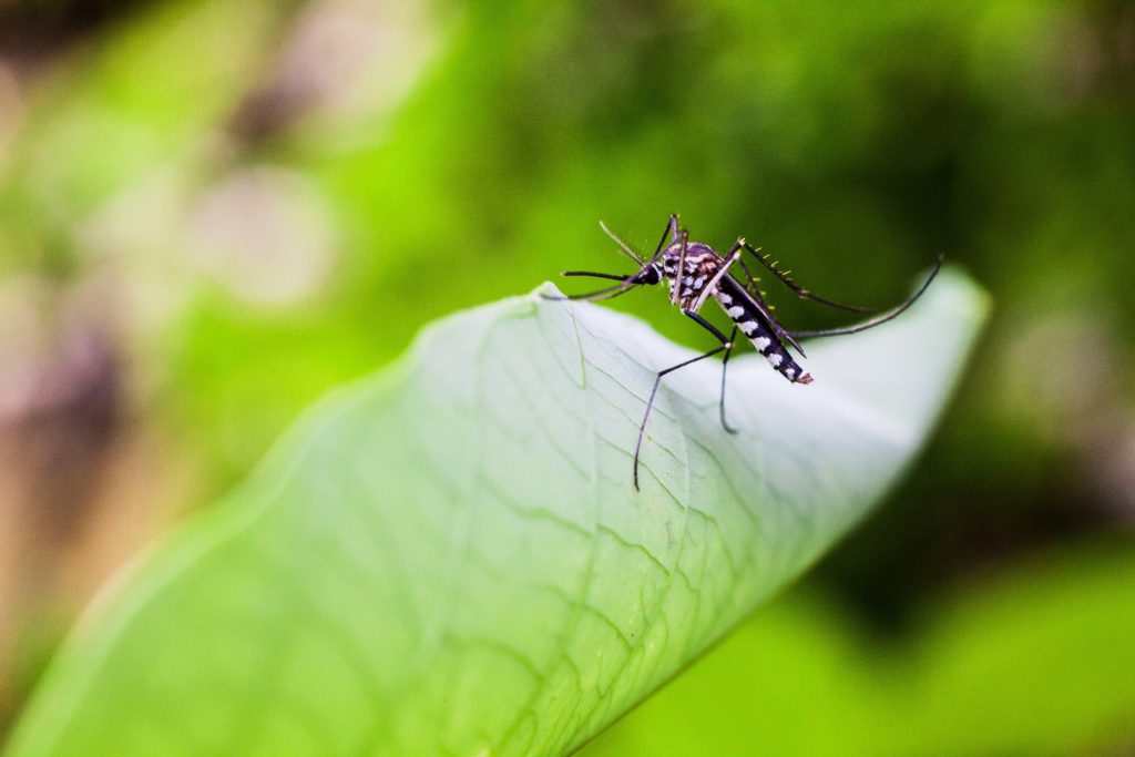 Πώς θα εξαφανίσετε τα ενοχλητικά κουνούπια από την αυλή σας