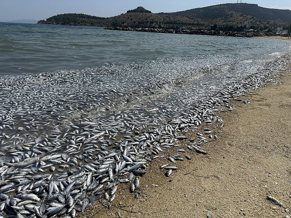 Βόλος-νεκρά ψάρια